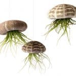 Air Plant Flying Jellyfish School