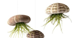 Air Plant Flying Jellyfish School