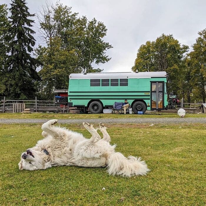 school bus conversion olly 2 - This School Bus Conversion Is Farmhouse Style Goals
