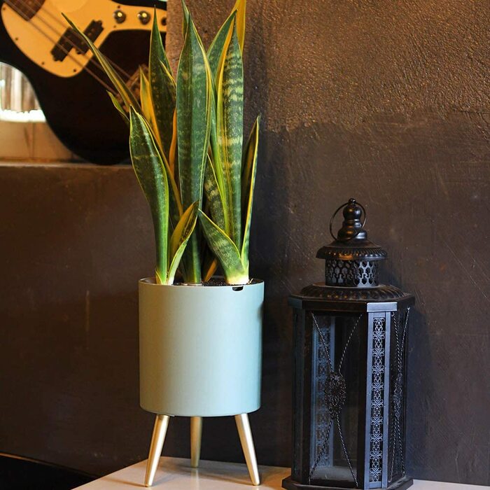 61fTZUjqmAL._AC_SL1000_