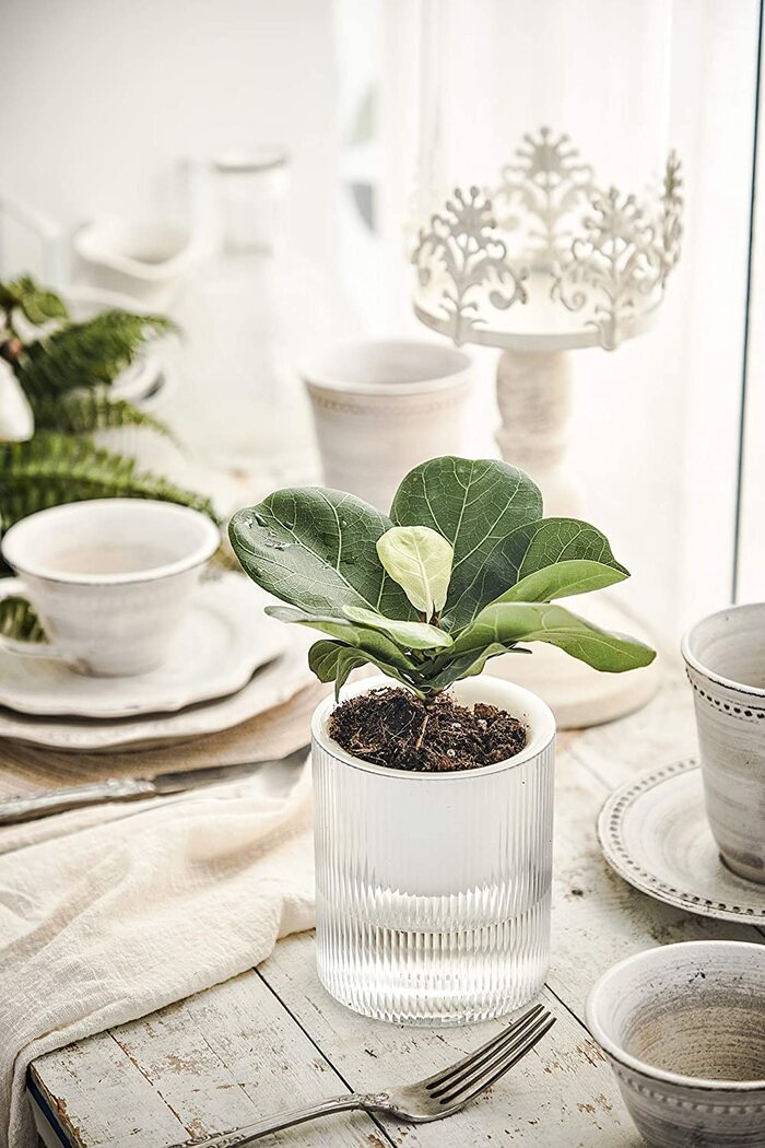 self-watering_plant_ideas (4)