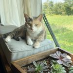 bus-conversion-sasquatters (28)