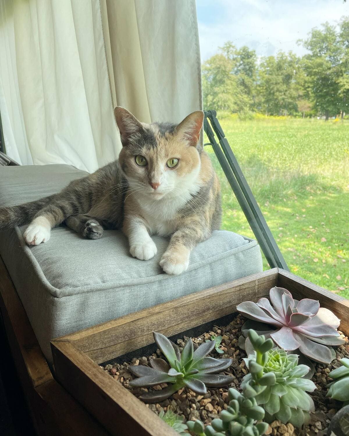 bus-conversion-sasquatters (28)