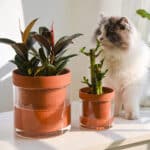 264671-6489c3fbb641cddbd3b9987a-ba6e8ee5-1ceb-41a3-b6e2-5d2d2162650b (1)