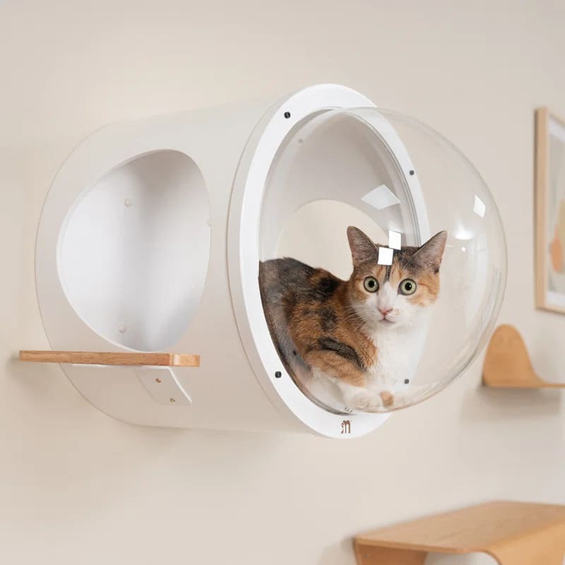 Ellayna+Cat+Perch (1)