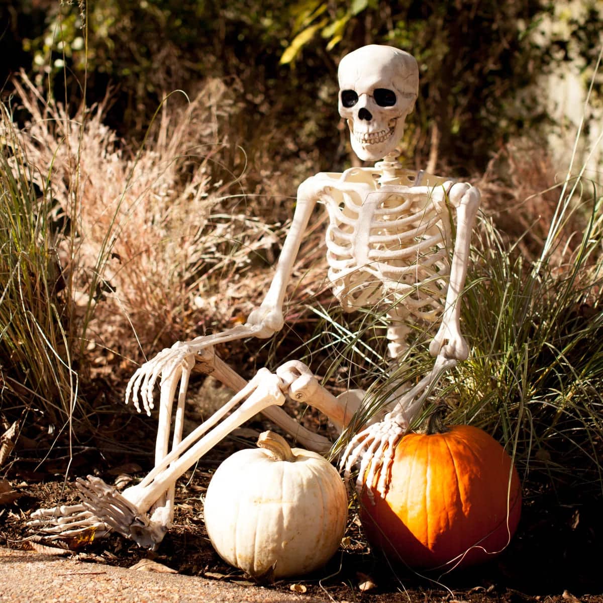 A plastic skeleton sits outdoors among tall grass, with Halloween decor including a white pumpkin and an orange pumpkin in front. The scene is festive and perfect for autumn or Halloween celebrations.